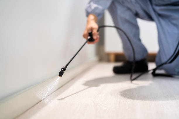 Licensed Termite Control service in Ormond-by-the-Sea, FL - Nex Pest Control
