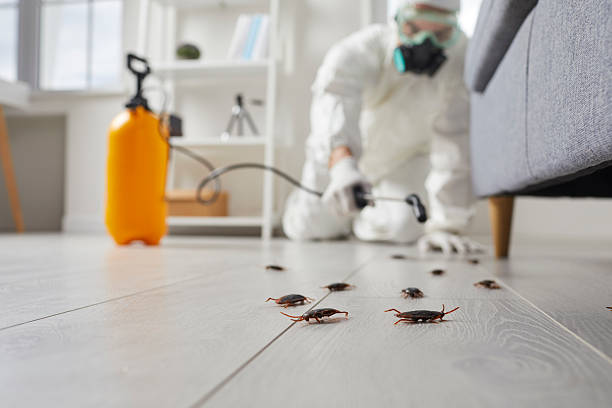 Trusted Cockroach Control service in Ormond-by-the-Sea, FL - Nex Pest Control